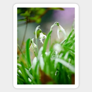 Snowdrops Sticker